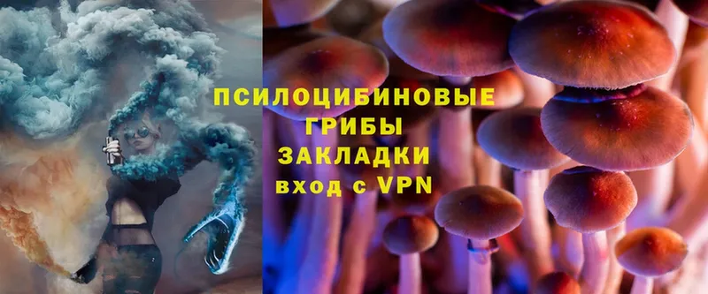 Галлюциногенные грибы Psilocybine cubensis  Новокузнецк 